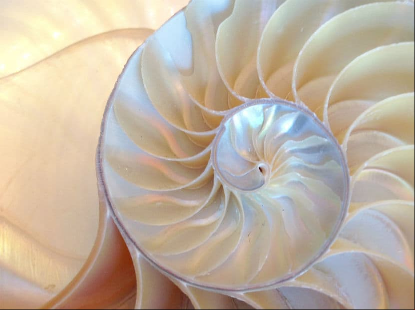 Espirales. Todos los tipos de espirales (plana, 3-D, derecha, izquierda, equiangular y logarítmica) muestran expansión y crecimiento, simbolizan el infinito.