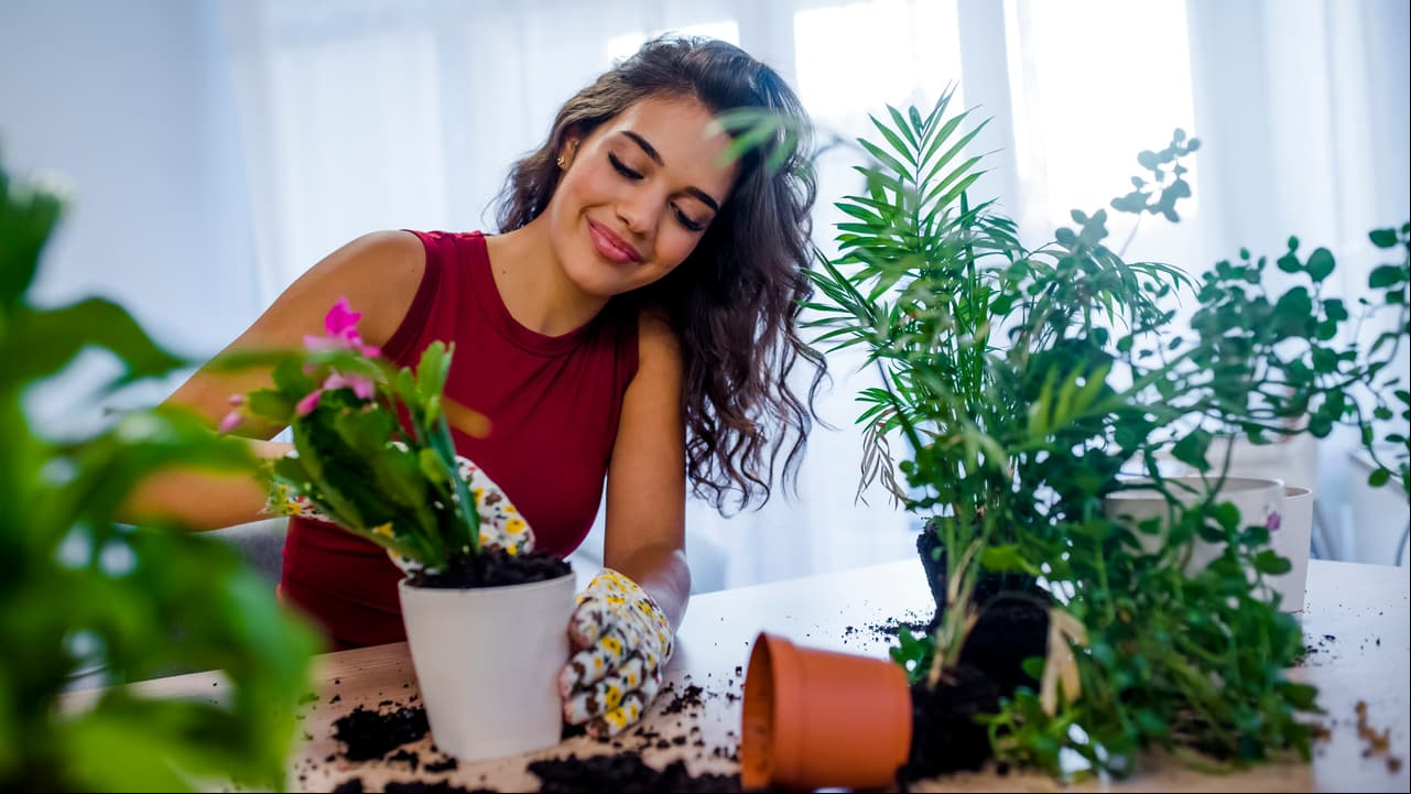 Cuida una planta, pues equivale a sembrar nuevas relaciones familiares y a tener salud.