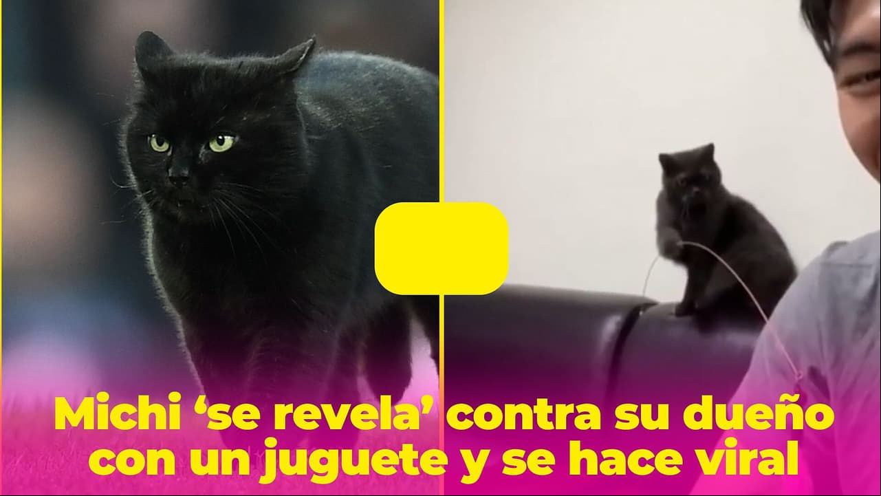 Este gato trata a su dueño como si fuera su mascota y el divertido momento se vuelve viral