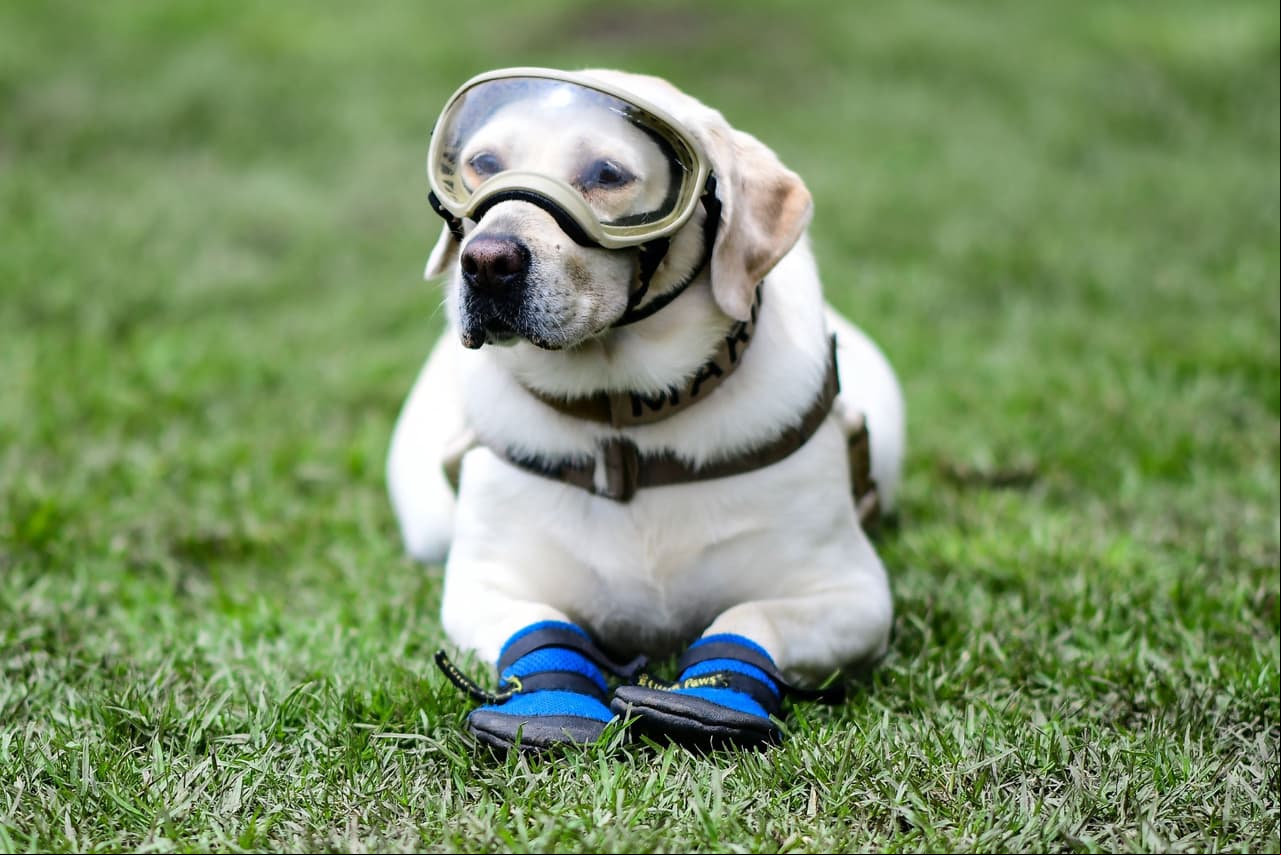 Estos son los animales con mejor memoria