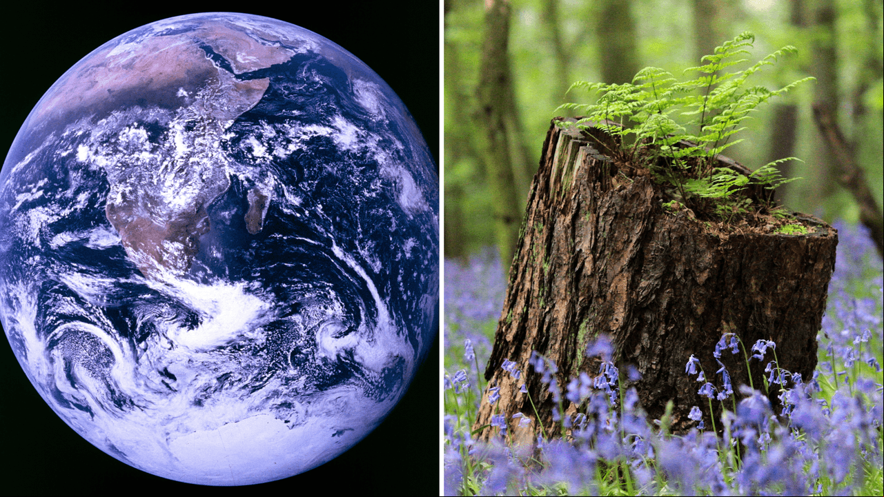 La NASA descubrió que la Tierra está más verde que hace 20 años y no podemos con la felicidad