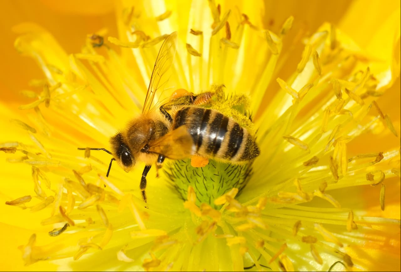 Animales más inteligentes, según la ciencia