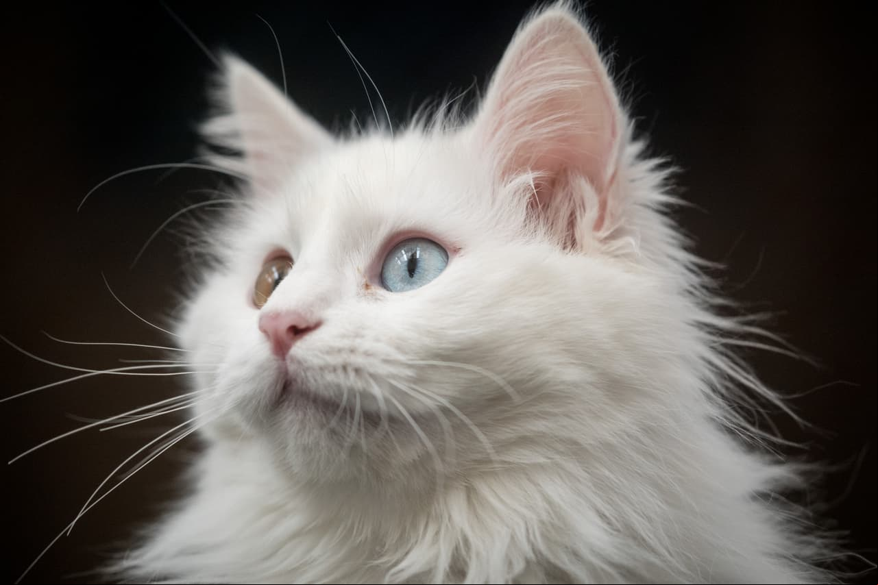 Estudio revela las técnicas que usan los gatos para manipular a los humanos