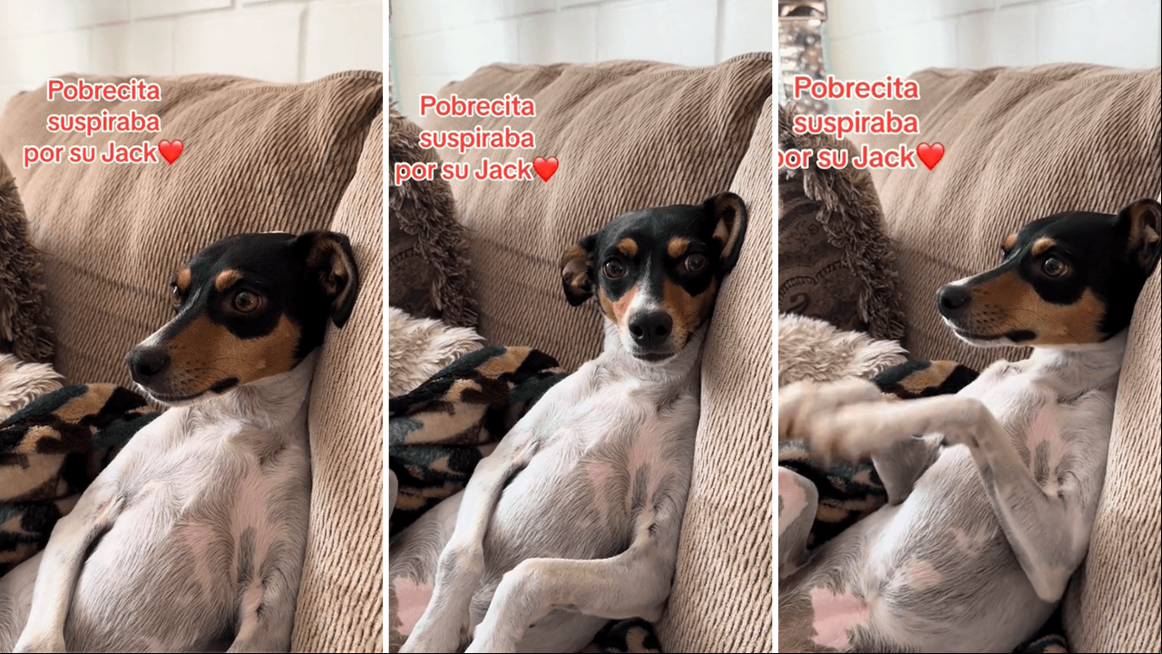 Perrita mira la película ‘Titanic’ y su reacción se hace viral en TikTok.