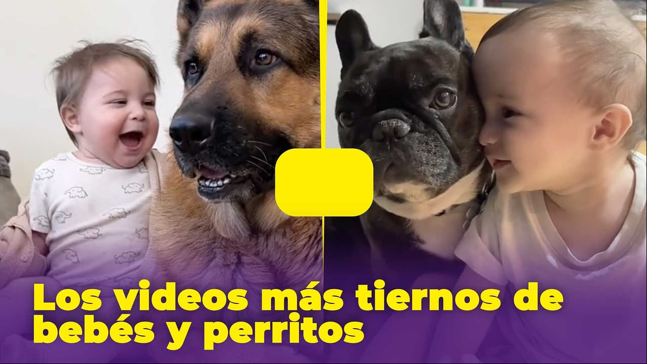 Bebés y perritos muestran su amor en TikTok: ¿es sano para los niños o es un riesgo?