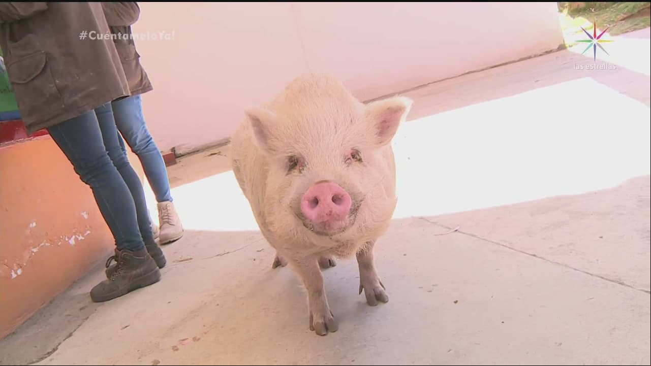 Celebrando el Año del cerdo con mini pigs