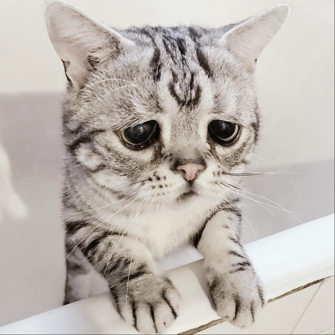 Ella es la gatita más triste y melancólica del mundo