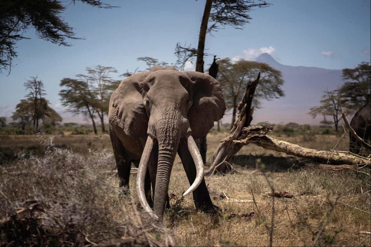 Animales más inteligentes, según la ciencia