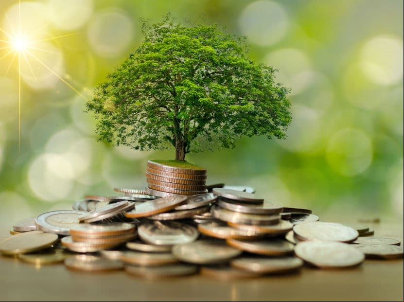 Árbol del dinero. Esta planta de hojas redondas asemejan la forma de las monedas. Debes colocarlo en el sector este o sureste de tu casa.