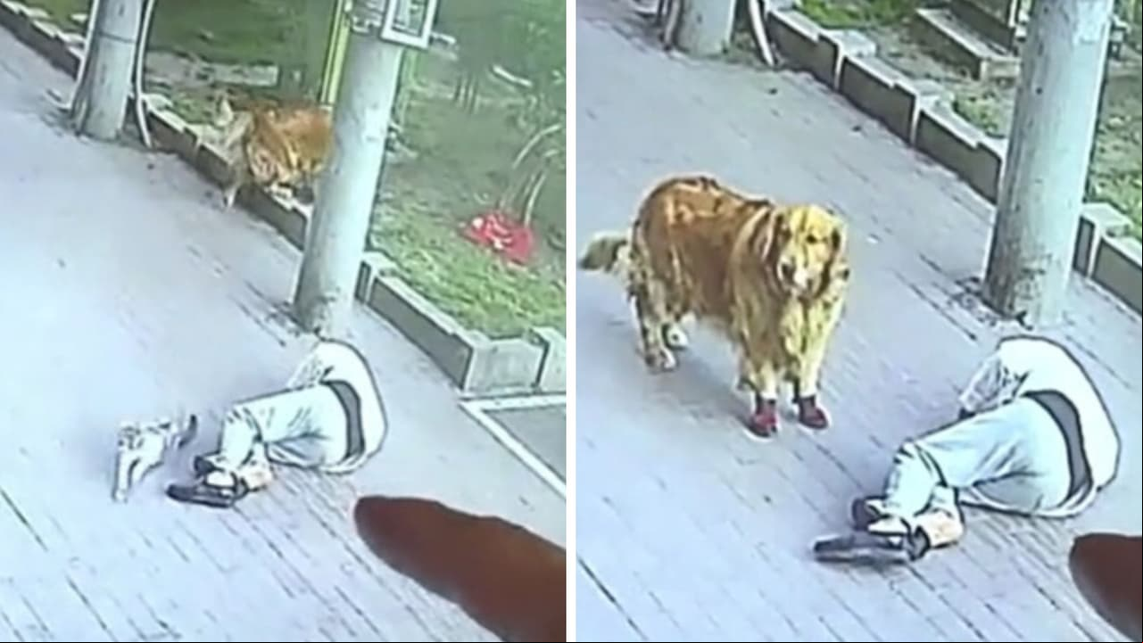 Gato cae del cielo y noquea a hombre y un perrito con botas lo venga: "Ni viéndolo lo creo"