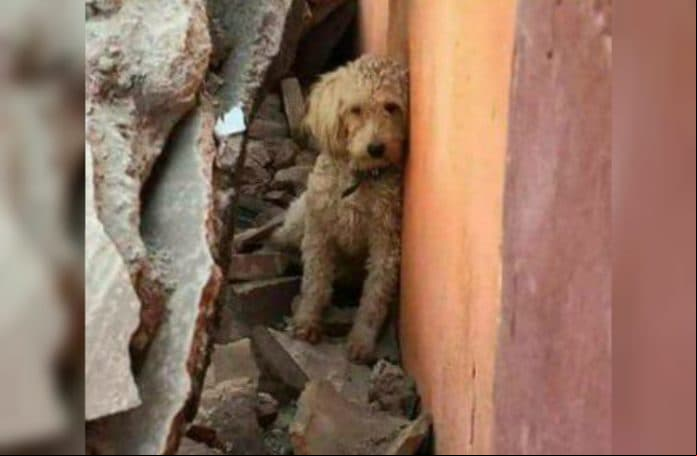 Cómo ayudar a localizar a las mascotas afectadas por el terremoto