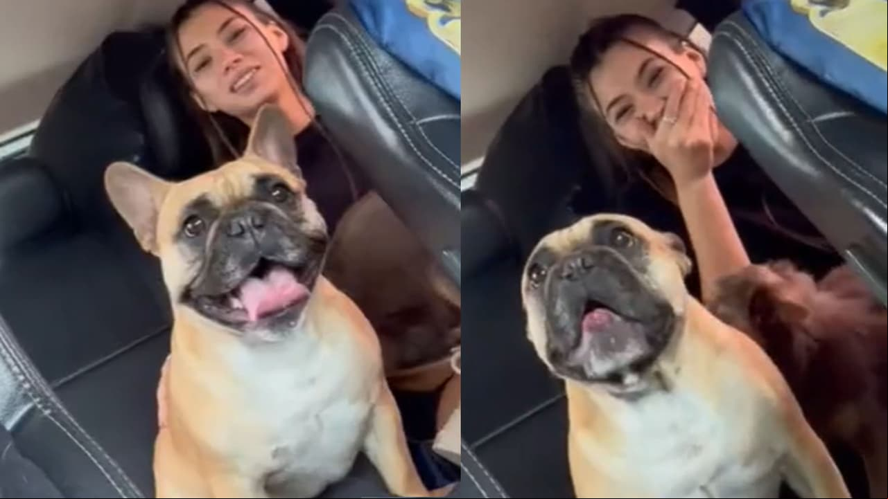 Joven demuestra que su perro puede hablar y el video consterna a TikTok: "Necesita un exorcista"