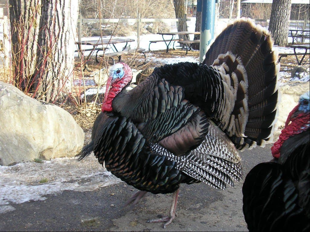 Conoce la historia de Nati: El pavo de Navidad